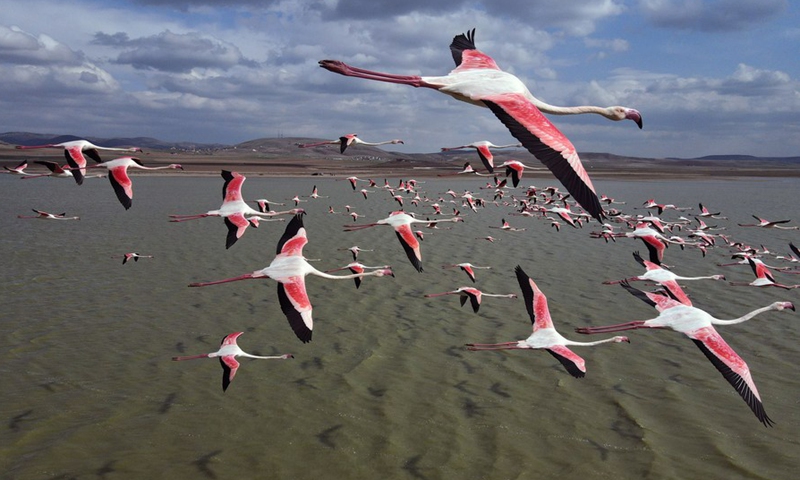 The photo taken on April 4, 2021 shows a flamboyance of flamingos over the Mogan Lake in Ankara, Turkey.(Photo: Xinhua)