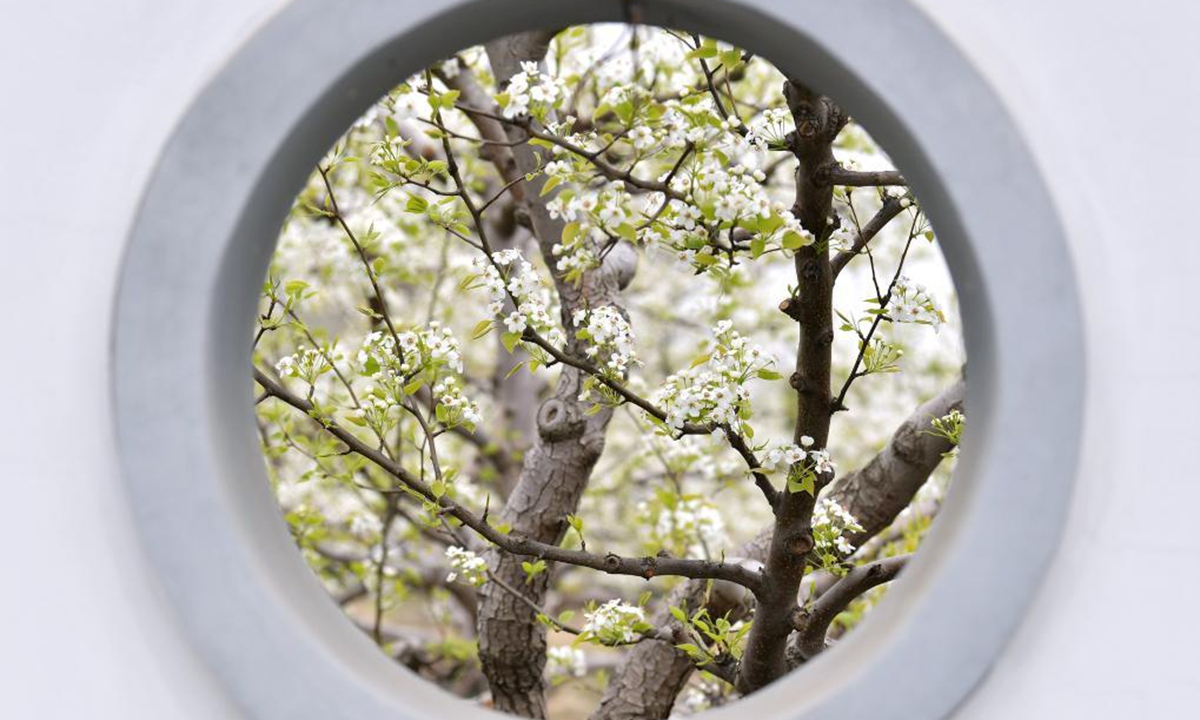 Photo taken on April 11, 2021 shows pear blossoms in Qian'an City, north China's Hebei Province A pear blossom festival kicked off here on Sunday. (Xinhua/Li He)