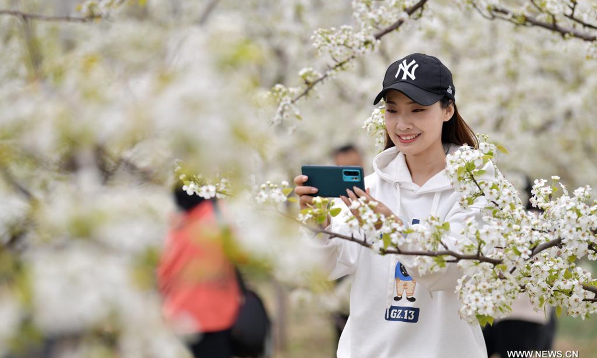 A tourist takes pictures of pear blossoms during a pear-blossom festival in Qian'an City, north China's Hebei Province, April 11, 2021. A pear blossom festival kicked off here on Sunday. (Xinhua/Li He)
