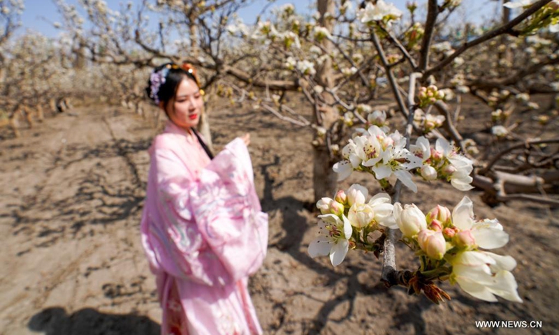 A tourist views blooming pear blossoms in Awat Township of Korla City, northwest China's Xinjiang Uygur Autonomous Region, April 10, 2021. Located on the northern edge of Taklamakan Desert, Korla City, famous for its fragrant pears, is dubbed by locals as the City of Pear.(Photo: Xinhua)