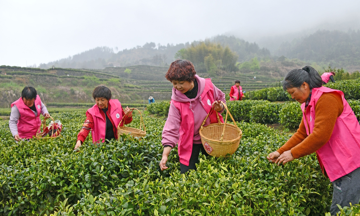 Volunteers join tea farmers at a plantation in Taizhou, East China's Zhejiang Province for the timely harvest of spring tea on Sunday to generate more income for farmers. Tea is one of Zhejiang's famous local products, and the cash crop generated 23.85 billion yuan ($3.64 billion) for the province in 2020, up 5.8 percent year-on-year, data from the local tea association showed. Photo: VCG