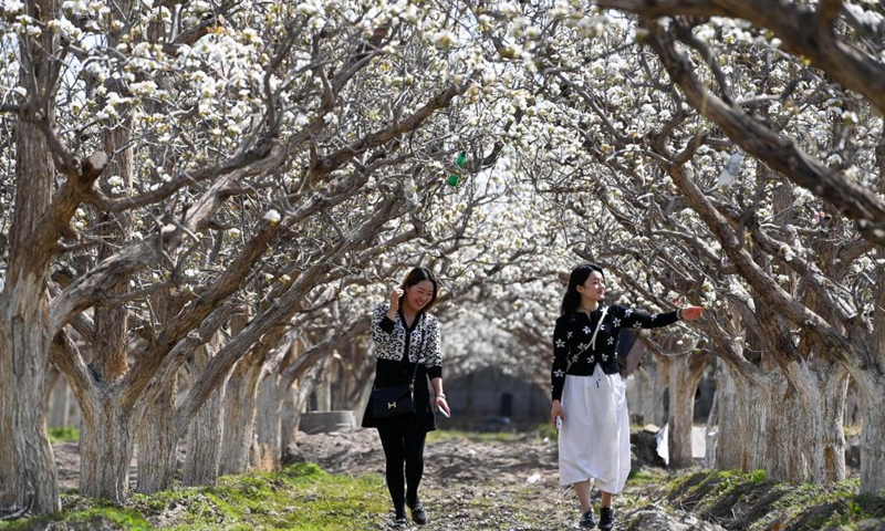 Tourists view blooming pear blossoms in Awat Township of Korla City, northwest China's Xinjiang Uygur Autonomous Region, April 10, 2021. Located on the northern edge of Taklamakan Desert, Korla City, famous for its fragrant pears, is dubbed by locals as the City of Pear.(Photo: Xinhua)