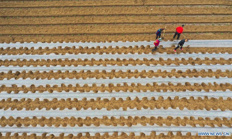 Aerial photo shows farmers working in the field in Zunhua City, north China's Hebei Province, April 11, 2021.(Photo: Xinhua)