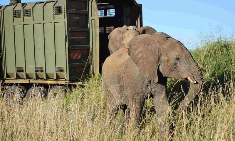 Kenya Wildlife Services (KWS) release stray elephants at Maasai Mara National Reserve in Narok, Kenya, May 19, 2020.(Photo: Xinhua)