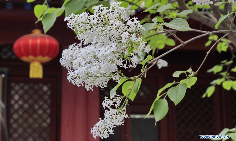 Photo taken on April 11, 2021 shows blooming lilacs at Fayuan Temple in Beijing, capital of China.(Photo: Xinhua)
