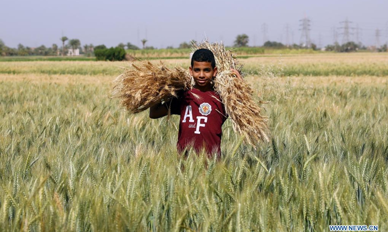 A child with harvested wheat stands at fields in Luxor, Egypt, on April 9, 2021. Wheat entered harvest season in April as temperature increased in Egypt. (Photo: Xinhua)
