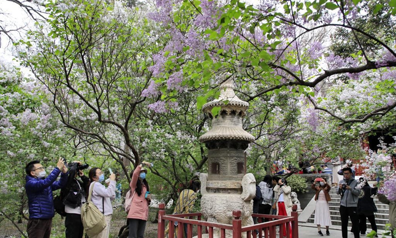 Visitors take pictures of blooming lilacs at Fayuan Temple in Beijing, capital of China, April 11, 2021.(Photo: Xinhua)