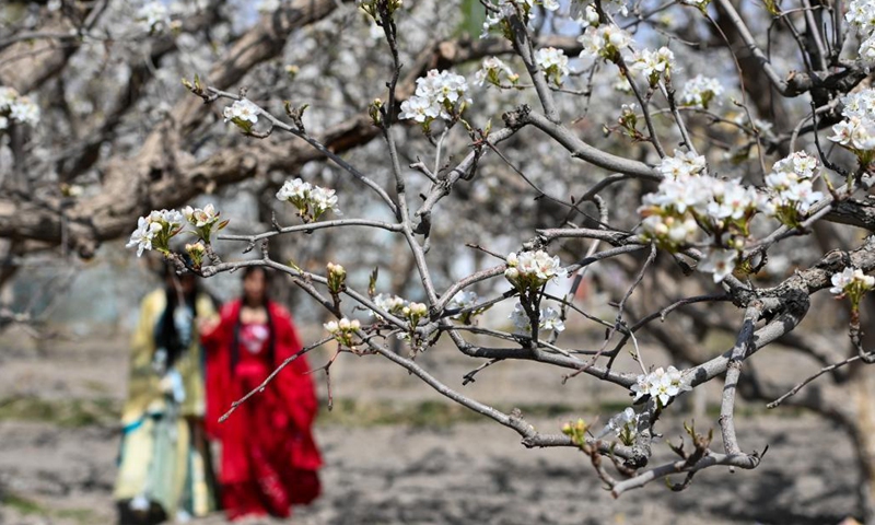 Tourists view blooming pear blossoms in Awat Township of Korla City, northwest China's Xinjiang Uygur Autonomous Region, April 10, 2021. Located on the northern edge of Taklamakan Desert, Korla City, famous for its fragrant pears, is dubbed by locals as the City of Pear.(Photo: Xinhua)