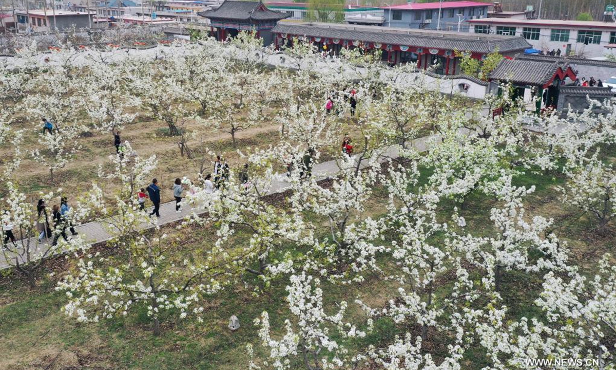 In this aerial photo taken on April 11, 2021, tourists stroll among the blooming pear trees during a pear blossom festival in Qian'an City, north China's Hebei Province. A pear blossom festival kicked off here on Sunday. (Xinhua/Li He)