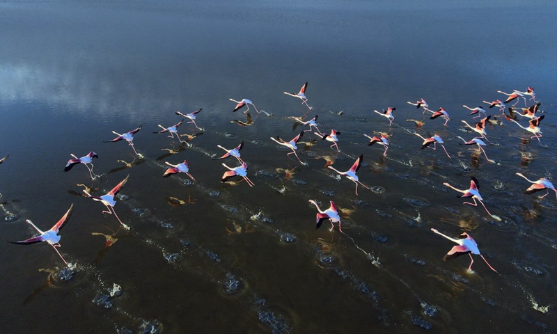 The photo taken on Feb. 13, 2021 shows flamingos taking off for a flight over the Lake Tuz in Konya, Turkey.(Photo: Xinhua)