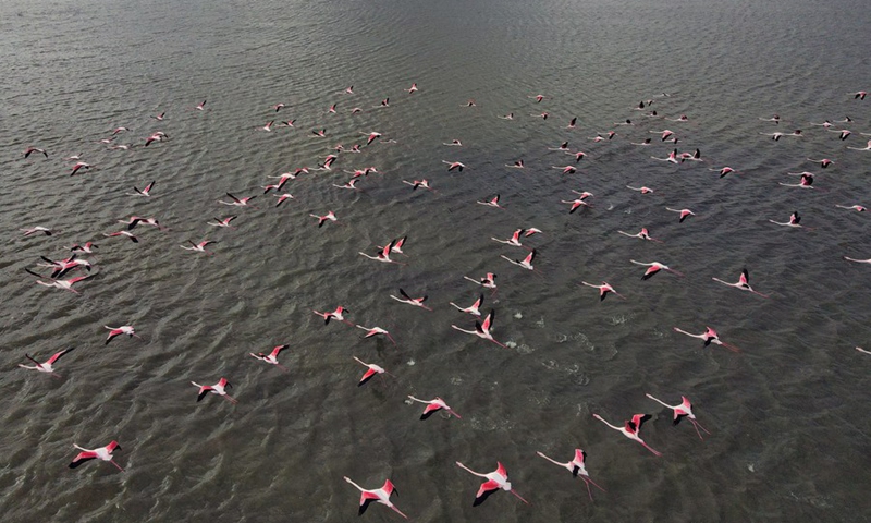 An aerial view of flamingos flying over the Mogan Lake in Ankara, Turkey, on April 4, 2021.(Photo: Xinhua)