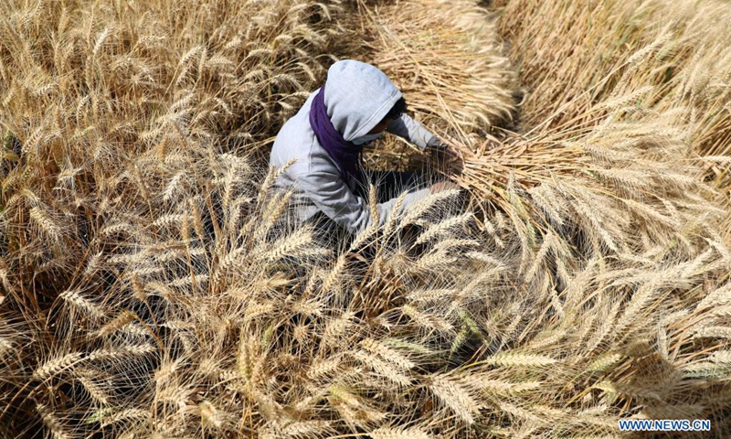 A farmer harvests wheat at fields in Luxor, Egypt, on April 9, 2021. Wheat entered harvest season in April as temperature increased in Egypt.(Photo: Xinhua)