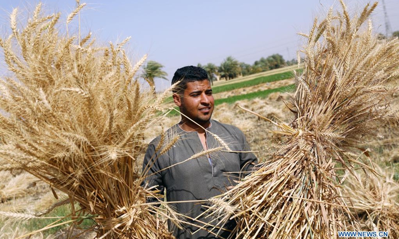 A farmer shows harvested wheat at fields in Luxor, Egypt, on April 9, 2021. Wheat entered harvest season in April as temperature increased in Egypt.(Photo: Xinhua)