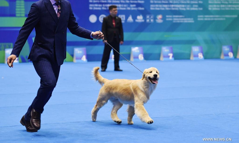 A dog competes in a pet dog competition during a pet expo held from April 9 to April 11 in Zhengzhou, central China's Henan Province, April 10, 2021.(Photo: Xinhua)