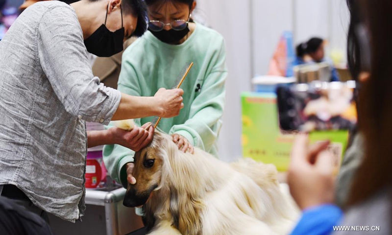 A pet dog is groomed during a pet expo held from April 9 to April 11 in Zhengzhou, central China's Henan Province, April 10, 2021.(Photo: Xinhua)