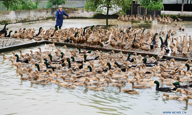A staff member drives ducks into the water at a duck industry demonstration park in Guanyinge Village of Sansui County, southwest China's Guizhou Province, April 11, 2021. Sansui County has a 600-year duck breeding history. In recent years, Sansui County has taken the development of duck industry to enrich the people living there. It has formed a whole industry chain, including breeding, processing and marketing. It has become one of the main income sources for locals.(Photo: Xinhua)