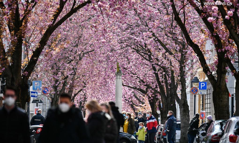 Visitors enjoy the sight of blooming cherry trees in Bonn, western Germany, April 13, 2021.(Photo: Xinhua)