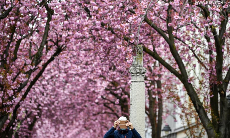 A visitor takes photos of blooming cherry trees in Bonn, Germany, April 13, 2021.(Photo: Xinhua)
