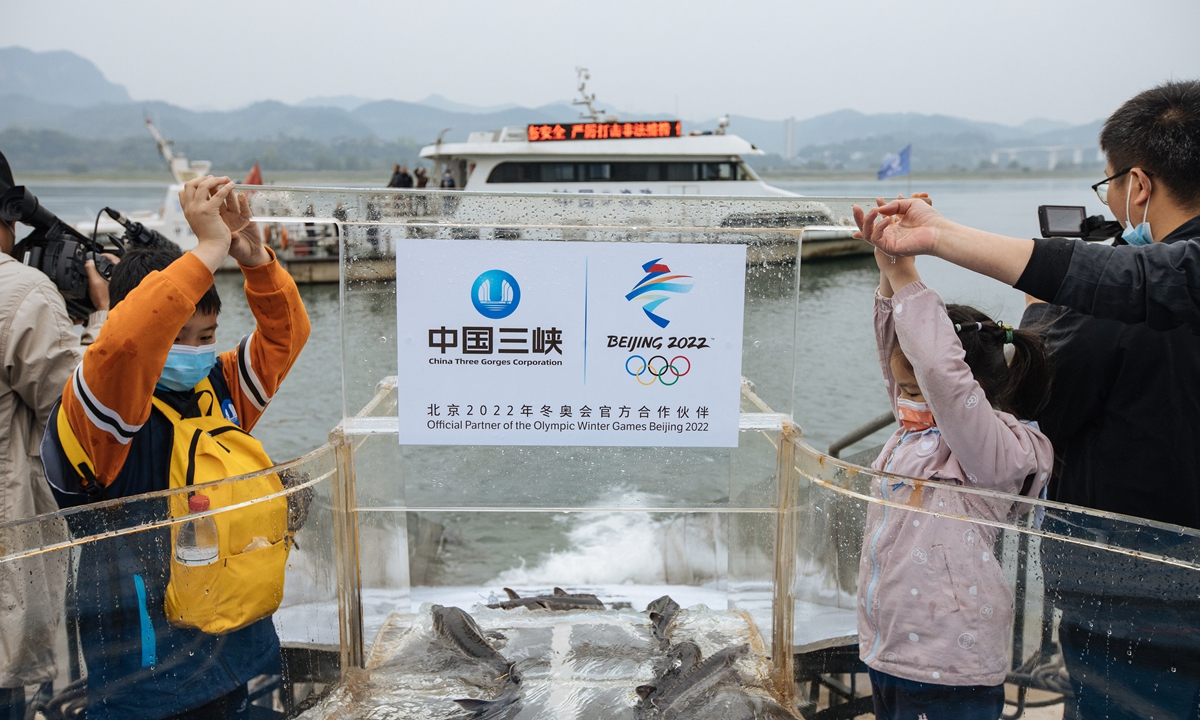 Residents and volunteers release Chinese sturgeons into the Yangtze River in Yichang, Central China's Hubei Province on April 10. Photo: Li Hao/GT