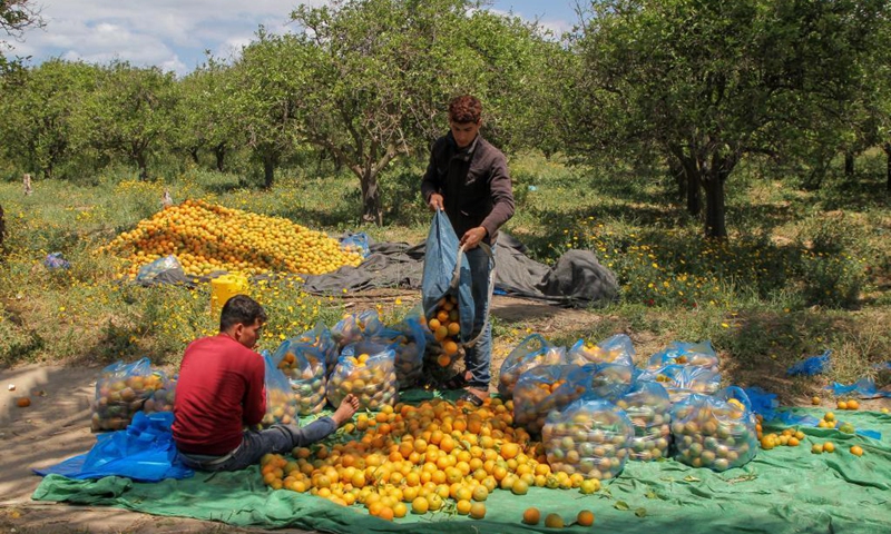 Palestinian farmers collect oranges on a local farm in central Gaza Strip city of Deir el Balah, on April 12, 2021.(Photo: Xinhua)