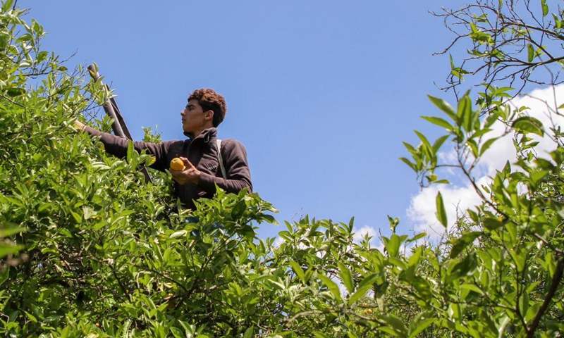 A Palestinian farmer picks an orange on a local farm in central Gaza Strip city of Deir el Balah, on April 12, 2021.(Photo: Xinhua)