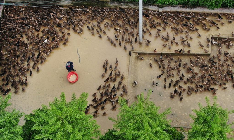 Aerial photo taken on April 11, 2021 shows a staff member feed ducks at a duck industry demonstration park in Guanyinge Village of Sansui County, southwest China's Guizhou Province. Sansui County has a 600-year duck breeding history. In recent years, Sansui County has taken the development of duck industry to enrich the people living there. It has formed a whole industry chain, including breeding, processing and marketing. It has become one of the main income sources for locals.(Photo: Xinhua)
