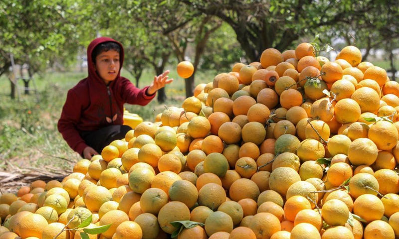 A Palestinian child collects oranges on a local farm in central Gaza Strip city of Deir el Balah, on April 12, 2021.(Photo: Xinhua)