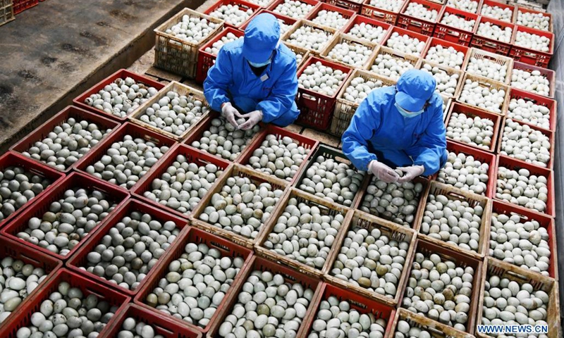 Staff members process preserved eggs at a duck industry demonstration park in Guanyinge Village of Sansui County, southwest China's Guizhou Province, April 11, 2021. Sansui County has a 600-year duck breeding history. In recent years, Sansui County has taken the development of duck industry to enrich the people living there. It has formed a whole industry chain, including breeding, processing and marketing. It has become one of the main income sources for locals.(Photo: Xinhua)