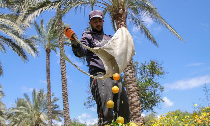 A Palestinian farmer collects oranges on a local farm in central Gaza Strip city of Deir el Balah, on April 12, 2021.(Photo: Xinhua)
