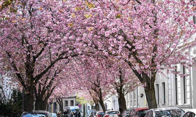 Blooming cherry trees are seen in Bonn, Germany, April 13, 2021.(Photo: Xinhua)