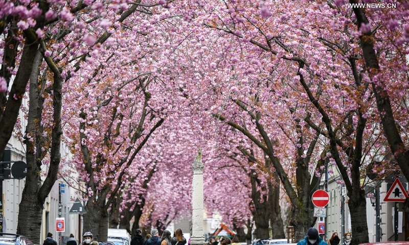 Blooming cherry trees are seen in Bonn, Germany, April 13, 2021.(Photo: Xinhua)
