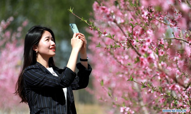 A tourist takes pictures of peach flowers at Jiagezhuang Village of Gu'an County, north China's Hebei Province, April 14, 2021. (Photo: Xinhua)