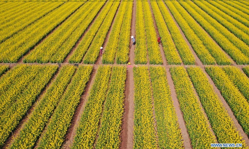 Aerial photo taken on April 14, 2021 shows farmers working in fields on a family farm in Yanglin Village of Qinyang in Jiaozuo, central China's Henan Province.(Photo: Xinhua)