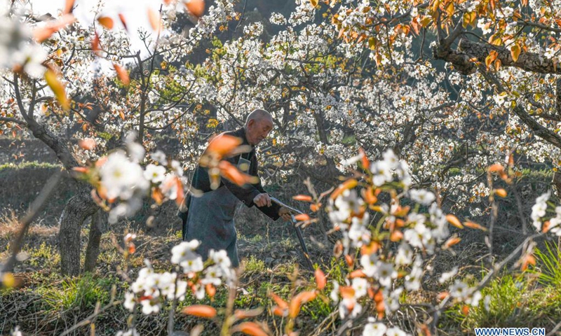 A farmer works at a pear tree garden in Wuhuling Village of Dongjiuzhai Town in Tangshan, north China's Hebei Province, April 14, 2021.(Photo: Xinhua)