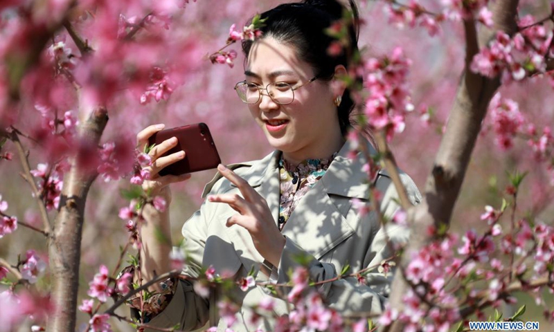 A tourist takes pictures of peach flowers at Jiagezhuang Village of Gu'an County, north China's Hebei Province, April 14, 2021. (Photo: Xinhua)