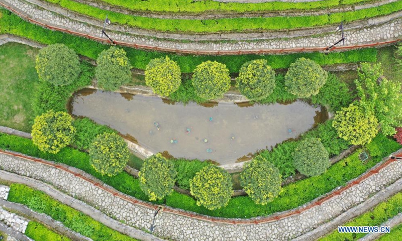 Aerial photo taken on April 14, 2021 shows the spring scenery of terraced fields in Shexiang ancient town in Dafang County of Bijie, southwest China's Guizhou Province. (Xinhua)