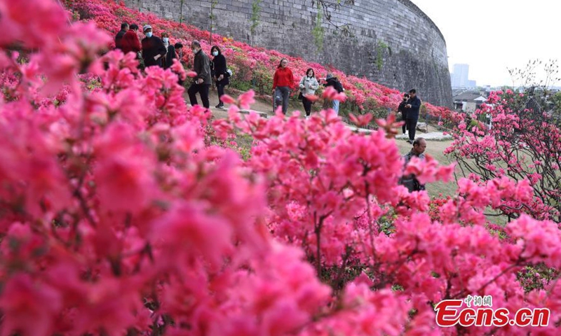 2021年4月14日拍摄的照片显示，杜鹃花盛开在中国东部江苏省南​​京市的明朝长城内门东段（1368-1644）。