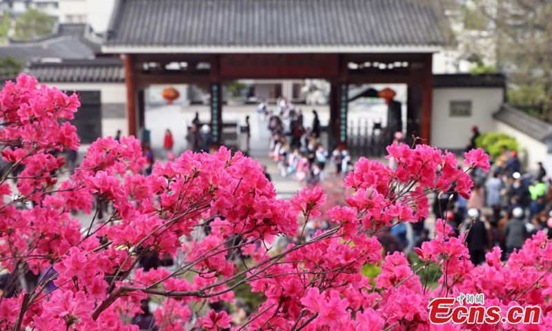 Photo taken on April 14, 2021 shows azaleas blooming at the east section of the Inner Gate of the Great Wall in the Ming Dynasty (1368-1644), Nanjing, east China's Jiangsu Province.Photo:China News Service