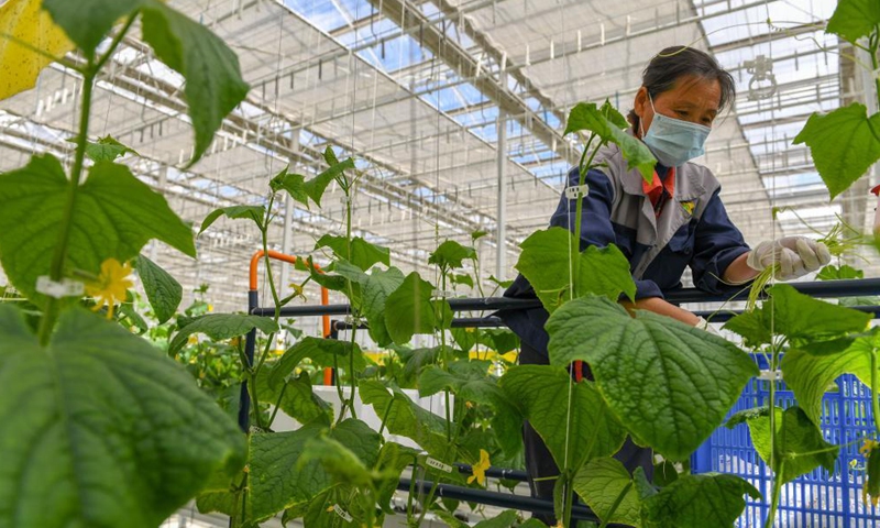A staff member checks plants at a green house in Yongji County of Jilin City, northeast China's Jilin Province, April 14, 2021. Photo:Xinhua