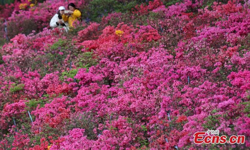 2021年4月14日拍摄的照片显示，杜鹃花盛开在中国东部江苏省南​​京市的明朝长城内门东段（1368-1644）。
