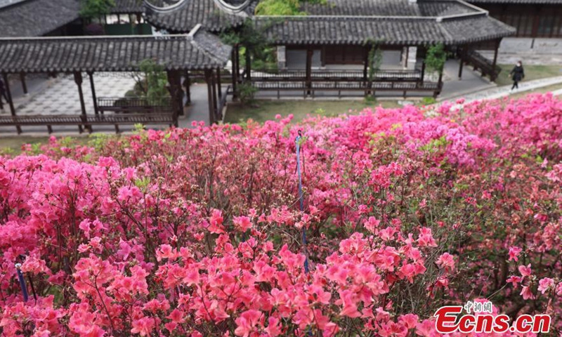 Photo taken on April 14, 2021 shows azaleas blooming at the east section of the Inner Gate of the Great Wall in the Ming Dynasty (1368-1644), Nanjing, east China's Jiangsu Province.Photo:China News Service