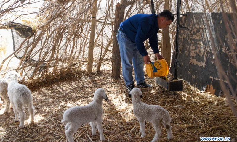 Cotton farmer Dilshat Memet feeds sheep at an animal husbandry cooperative in Tungqeka Village of Xingping Township, Yuli County, Bayingolin Mongolian Autonomous Prefecture, northwest China's Xinjiang Uygur Autonomous Region, April 13, 2021. Photo:Xinhua
