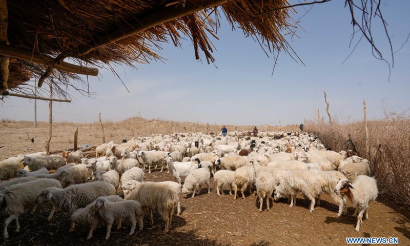 Photo taken on April 13, 2021 shows sheep raised by cotton farmer Dilshat Memet at an animal husbandry cooperative in Tungqeka Village of Xingping Township, Yuli County, Bayingolin Mongolian Autonomous Prefecture, northwest China's Xinjiang Uygur Autonomous Region.Photo:Xinhua