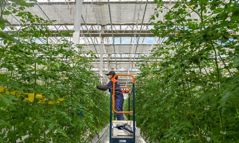 A staff member checks plants at a green house in Yongji County of Jilin City, northeast China's Jilin Province, April 14, 2021. This green house in Yongji County covering an area of 32,000 square meters has been cultivating vegetables and fruits here through soilless culture, automatic intelligent control to make sure various crops being produced all year round. Photo:Xinhua