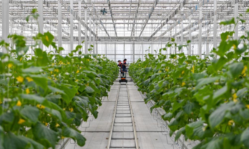 This green house in Yongji County covering an area of 32,000 square meters has been cultivating vegetables and fruits here through soilless culture, automatic intelligent control to make sure various crops being produced all year round. In 2020, the green house produced 600 tons of fruits and vegetables, with an output value of more than 12 million yuan (about 1.84 million dollars).Photo:Xinhua