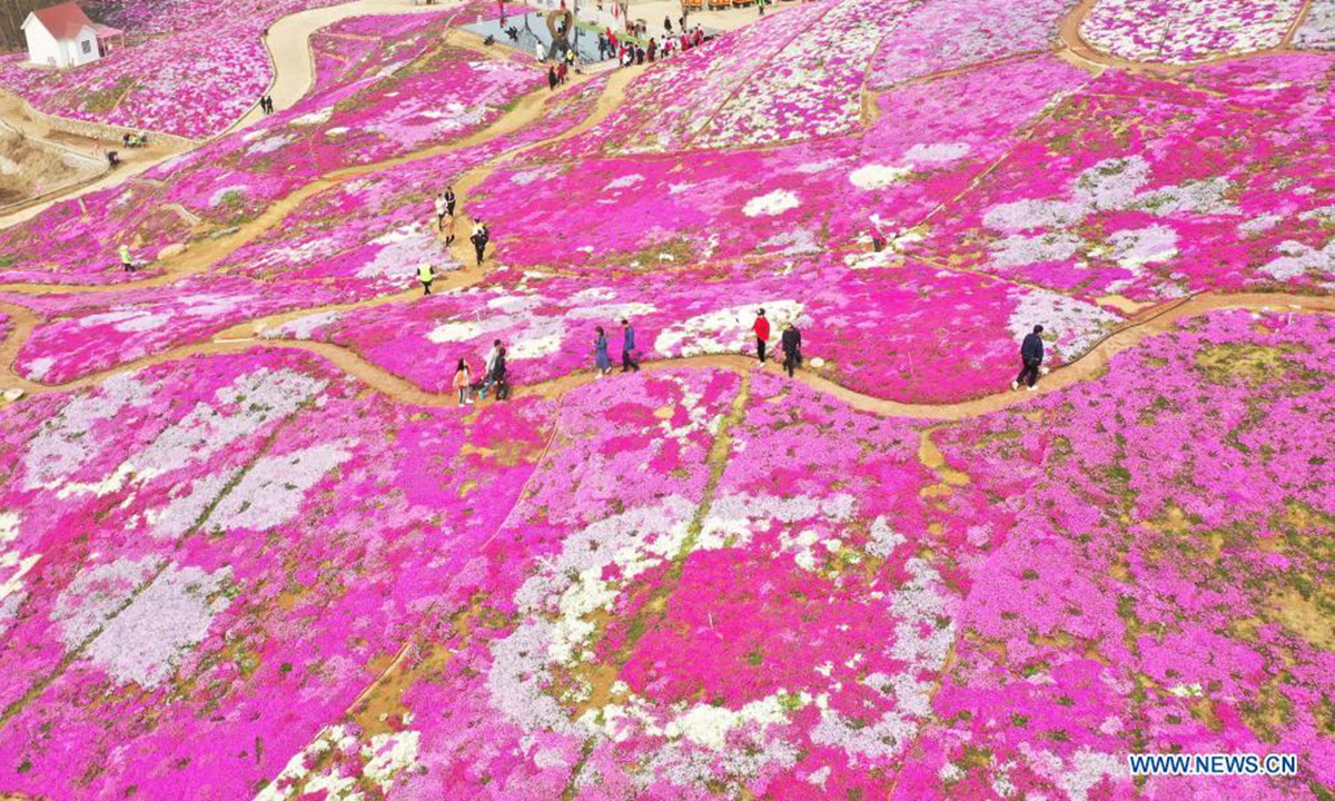 Aerial photo taken on April 18, 2021 shows moss pink flowers in full bloom on the bank of the Daheiting reservoir in Qianxi County, Tangshan, north China's Hebei Province. (Xinhua/Yang Shiyao)