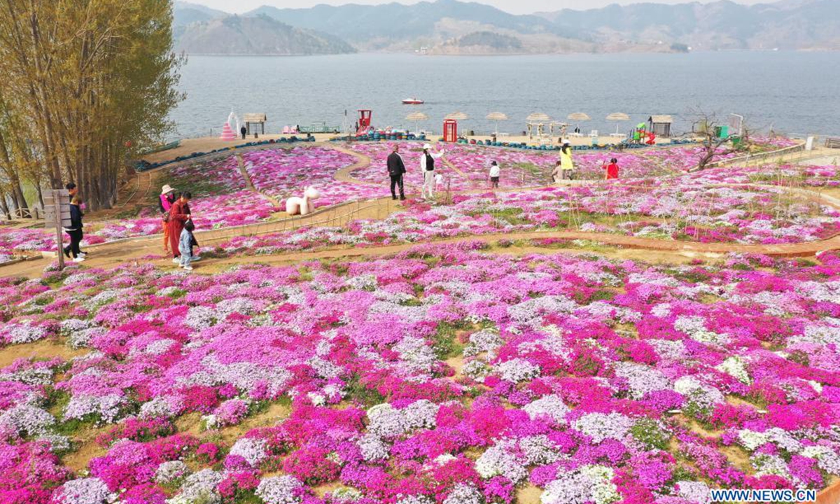 Aerial photo taken on April 18, 2021 shows moss pink flowers in full bloom on the bank of the Daheiting reservoir in Qianxi County, Tangshan, north China's Hebei Province. (Xinhua/Yang Shiyao)