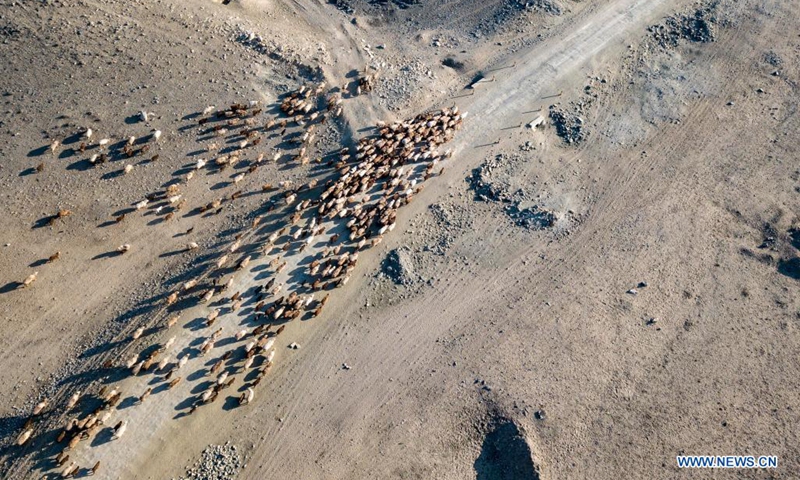Aerial photo taken on April 17, 2021 shows herdsmen driving livestock on the way to spring pastures in Fuhai County of Altay, northwest China's Xinjiang Uygur Autonomous Region. As spring comes, herdsmen here are busy with transferring livestock to spring pastures. (Photo: Xinhua)
