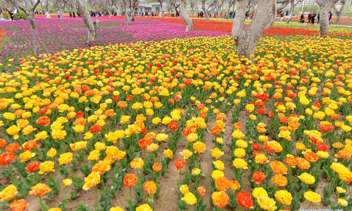 People enjoy blooming tulips at Liujiaxia Town of Yongjing County, northwest China's Gansu Province, April 19, 2021. (Photo by Shi Youdong/Xinhua)