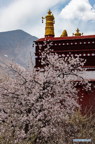 Peach blossoms are seen near the Pabonka Hermitage in the northern suburb of Lhasa, southwest China's Tibet Autonomous Region, April 18, 2021. (Xinhua/Chogo)
